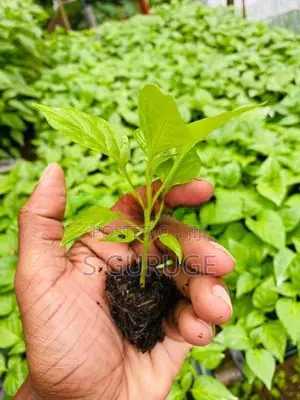 Malumuris Pala