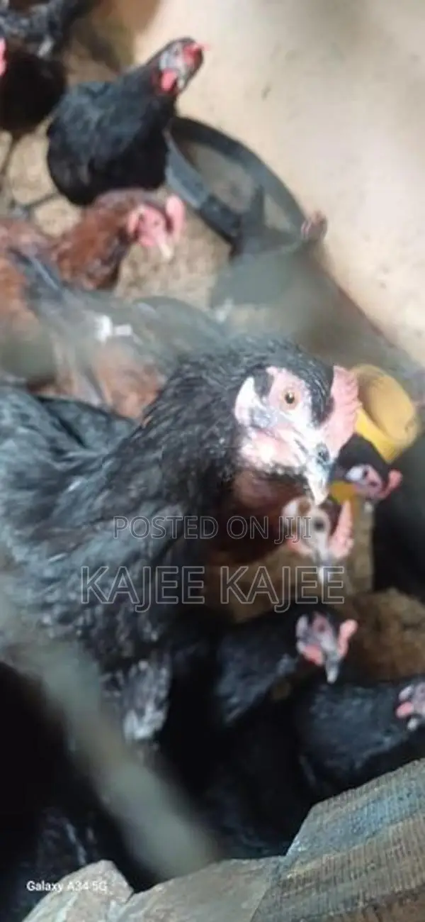 முட்டை கோழி