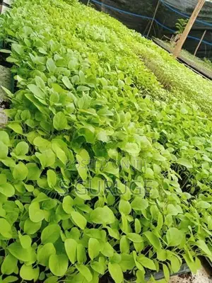 බටු පැළ