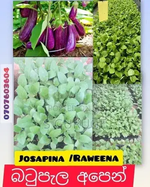 බටු පැළ