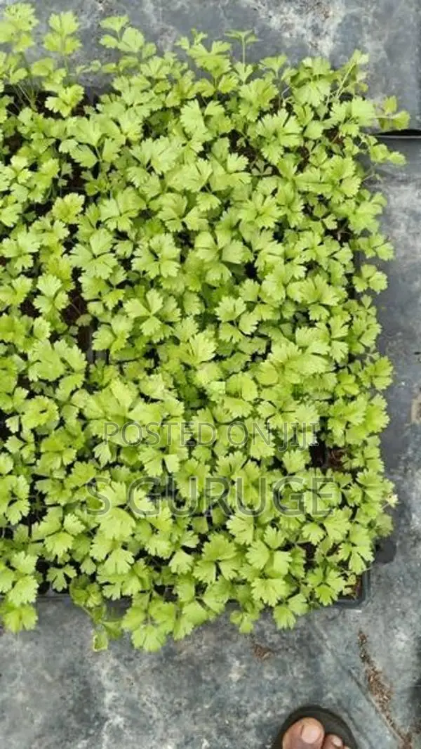 සැල්දරි පැළ