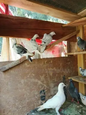 Pigeons