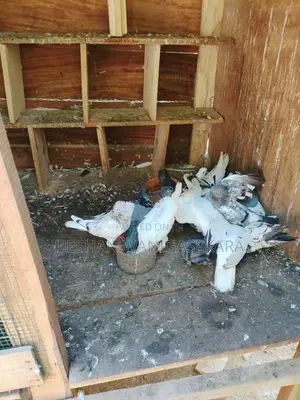 Pigeons