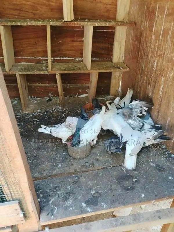 Pigeons