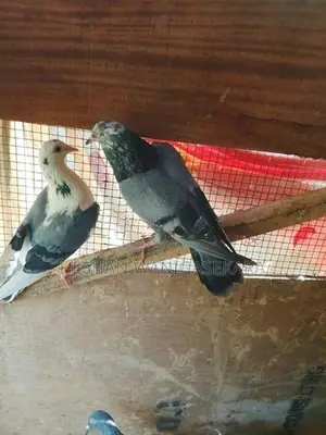 Pigeons
