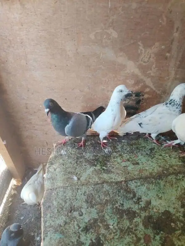 Pigeons