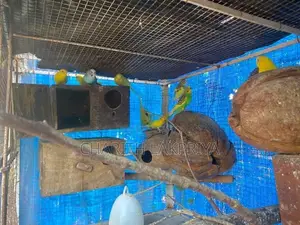 Love Birds