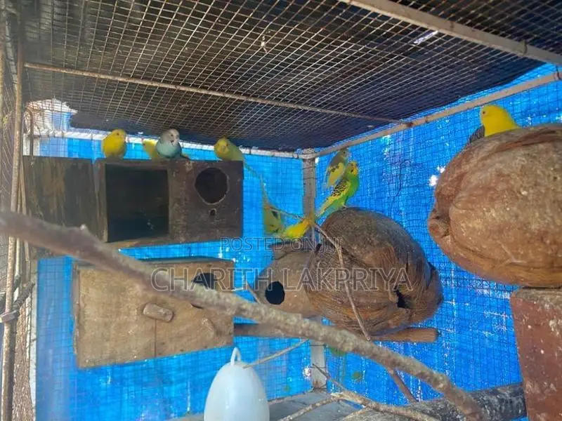Love Birds
