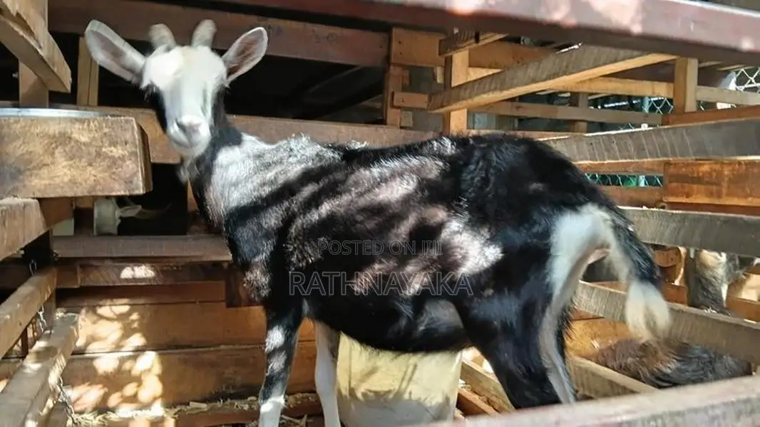 British Alpine Goat