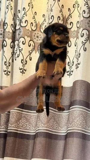 Rottweiler Puppies