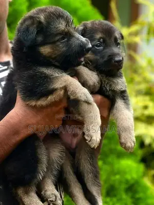 German Shepherd Puppies
