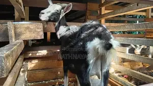 British Alpine Goat
