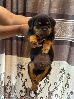 Rottweiler Puppies