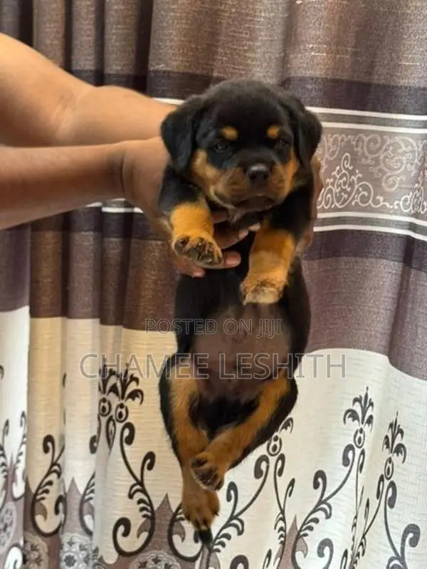 Rottweiler Puppies