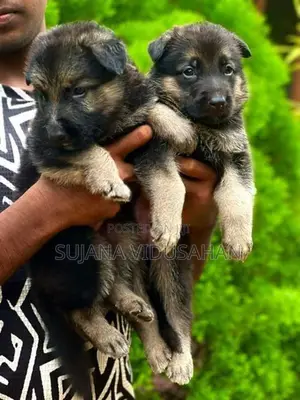 German Shepherd Puppies