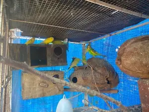 Love Birds