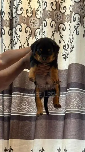 Rottweiler Puppies