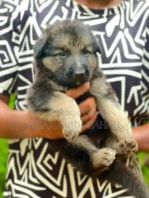 German Shepherd Puppies