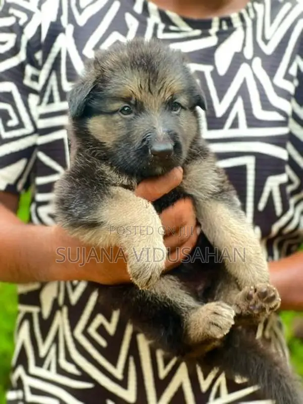 German Shepherd Puppies