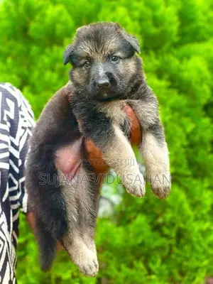 German Shepherd Puppies