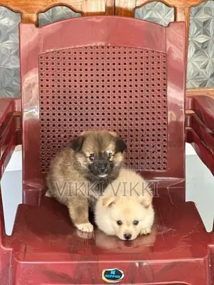 Lion Pomeranian Puppy