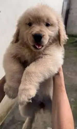Golden Retriever Puppies
