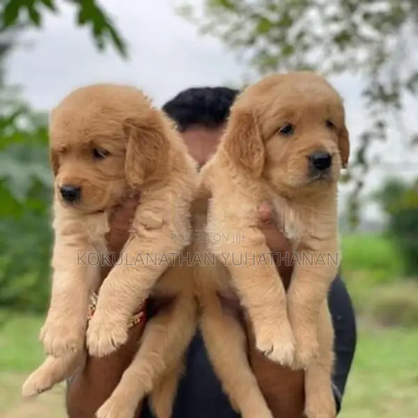 Golden Retriever Puppies