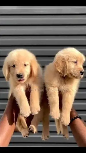 Golden Retriever Puppies