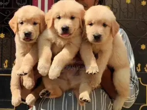Golden Retriever Puppies