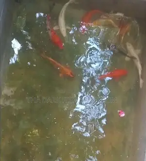 Koi Carp Fish