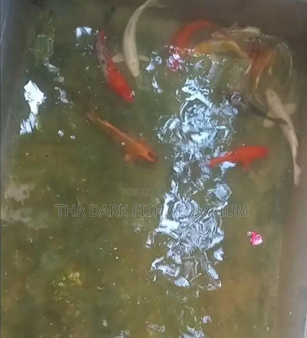 Koi Carp Fish