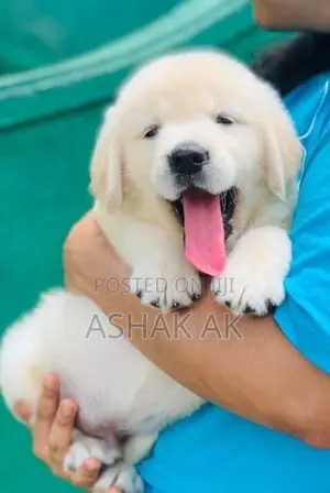 Labrador Puppies