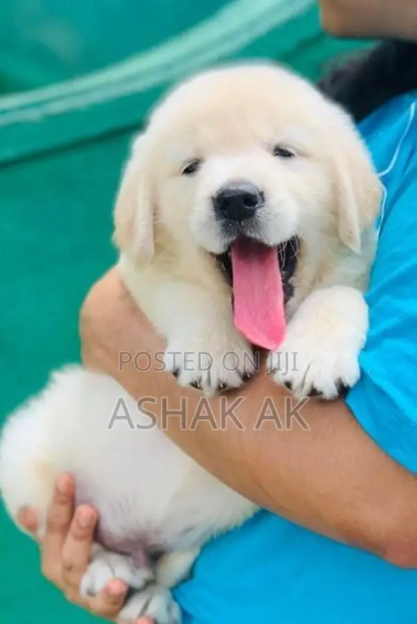 Labrador Puppies