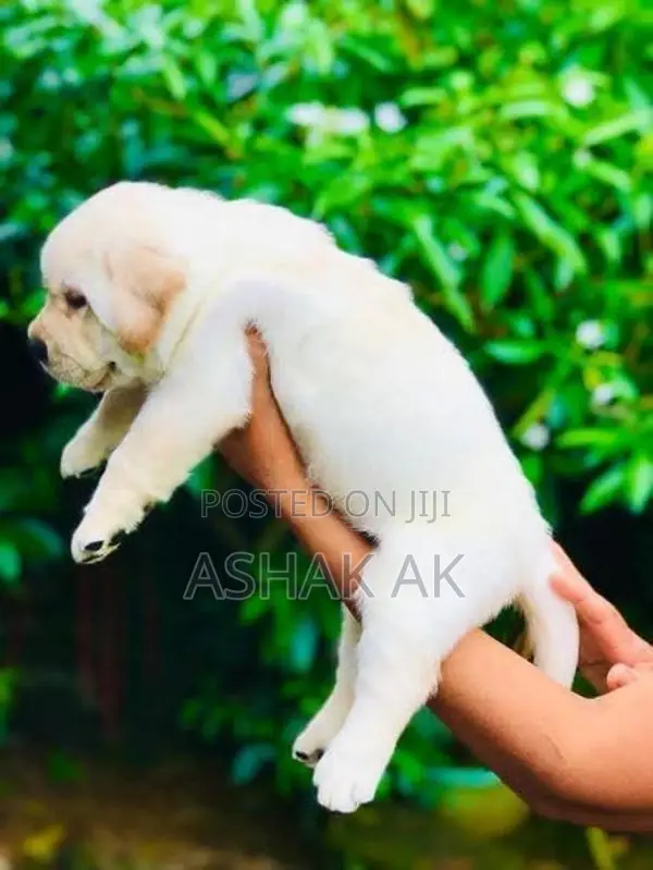 Labrador Puppies