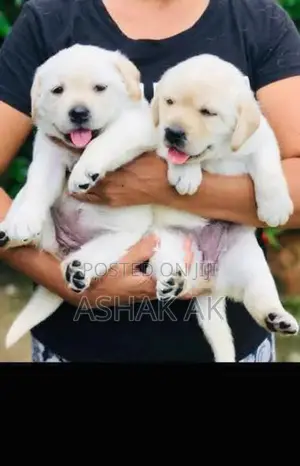 Labrador Puppies
