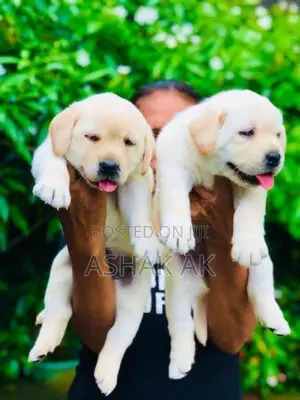 Labrador Puppies