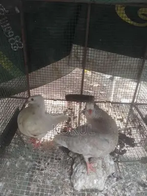 Pigeons