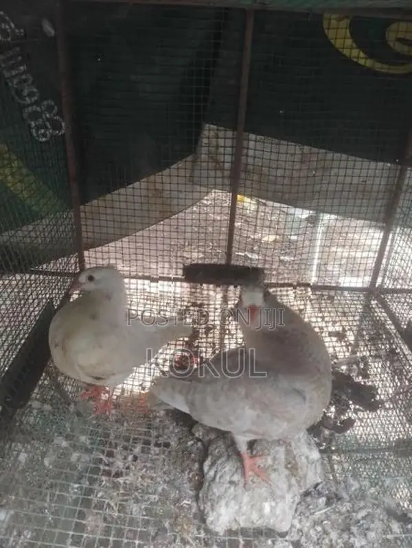 Pigeons