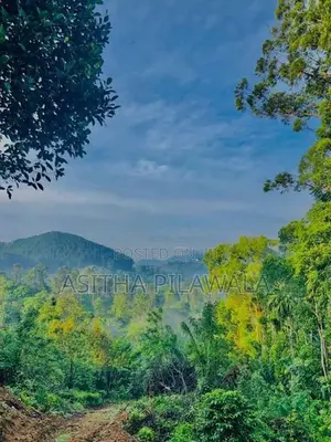 Ellat 4 K.M Durin Land for Sale