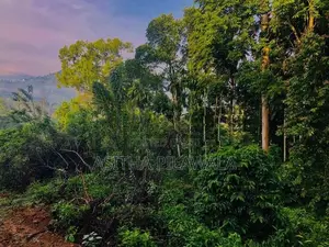 Ellat 4 K.M Durin Land for Sale