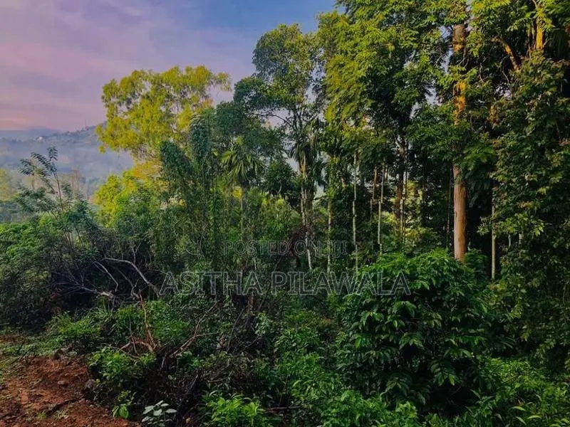 Ellat 4 K.M Durin Land for Sale