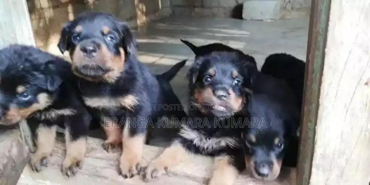 Rottweiler Puppies