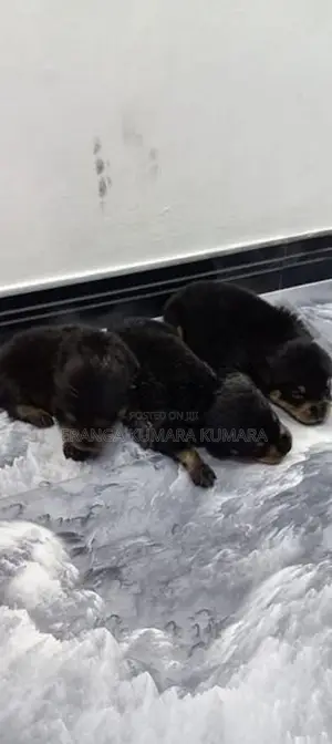 Rottweiler Puppies