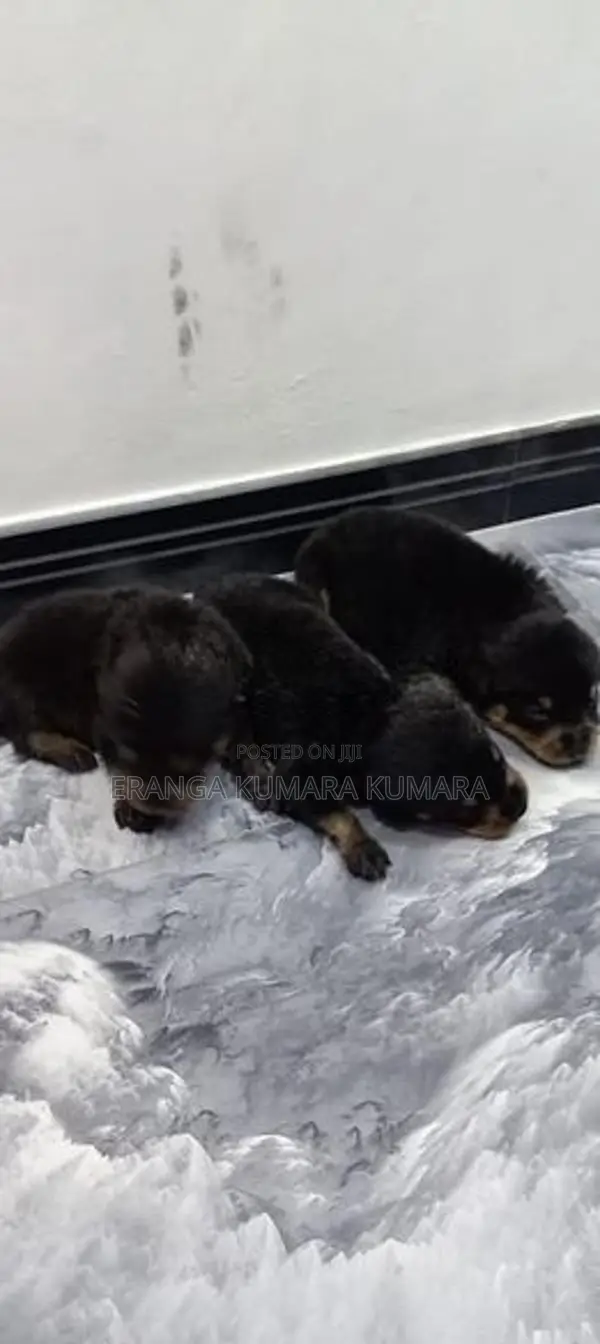Rottweiler Puppies