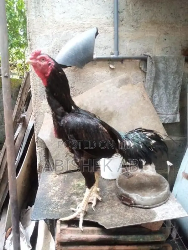 Rooster