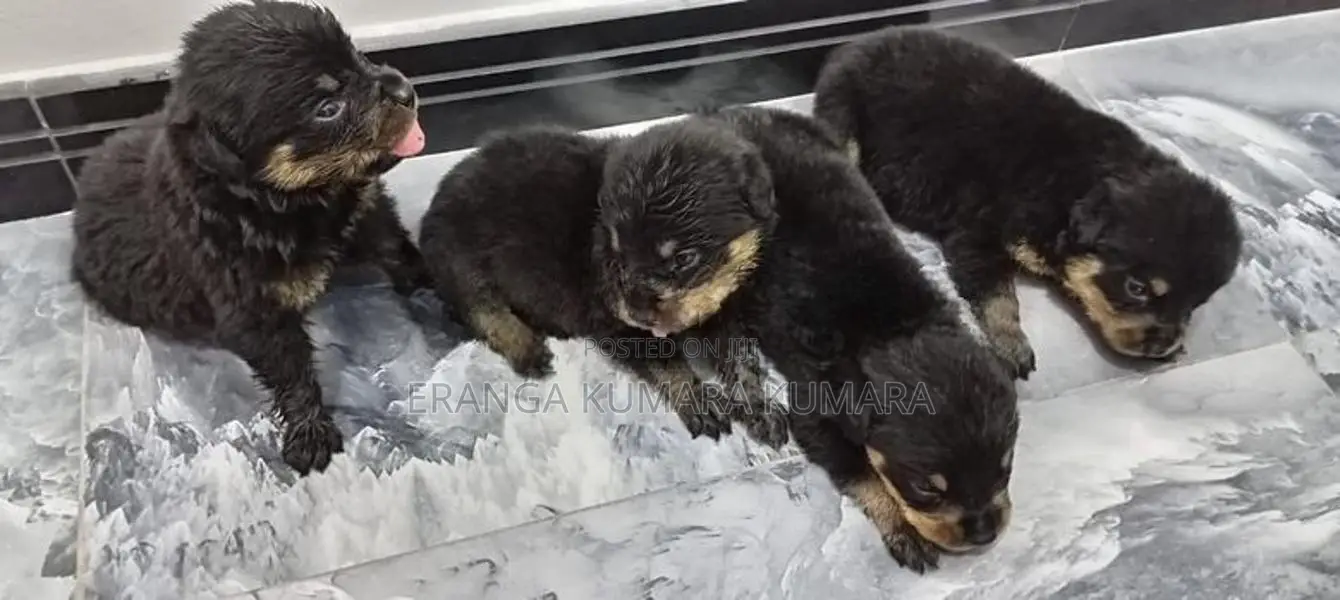 Rottweiler Puppies