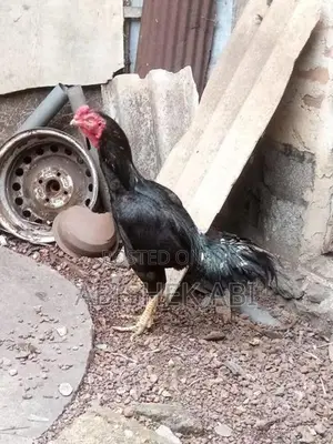 Rooster