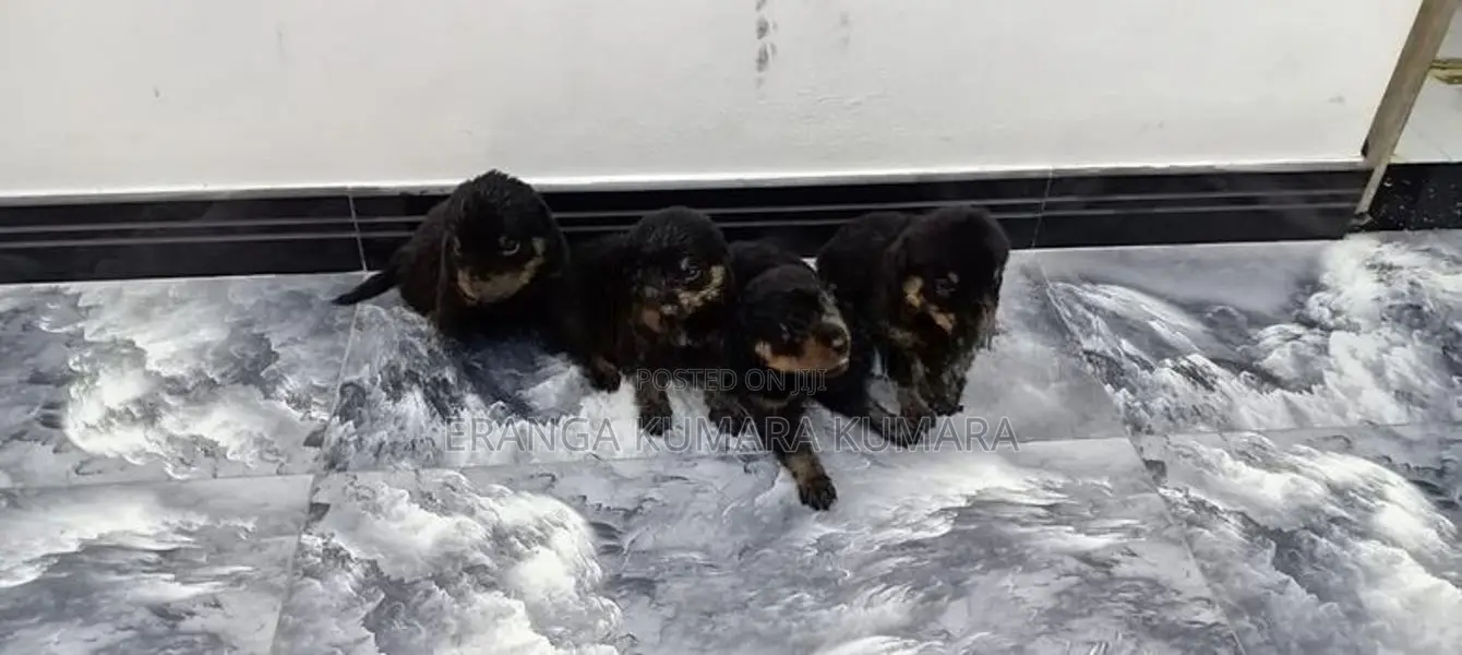 Rottweiler Puppies
