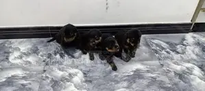 Rottweiler Puppies