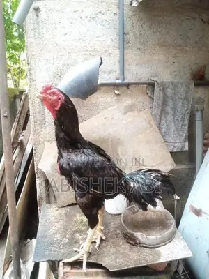 Rooster